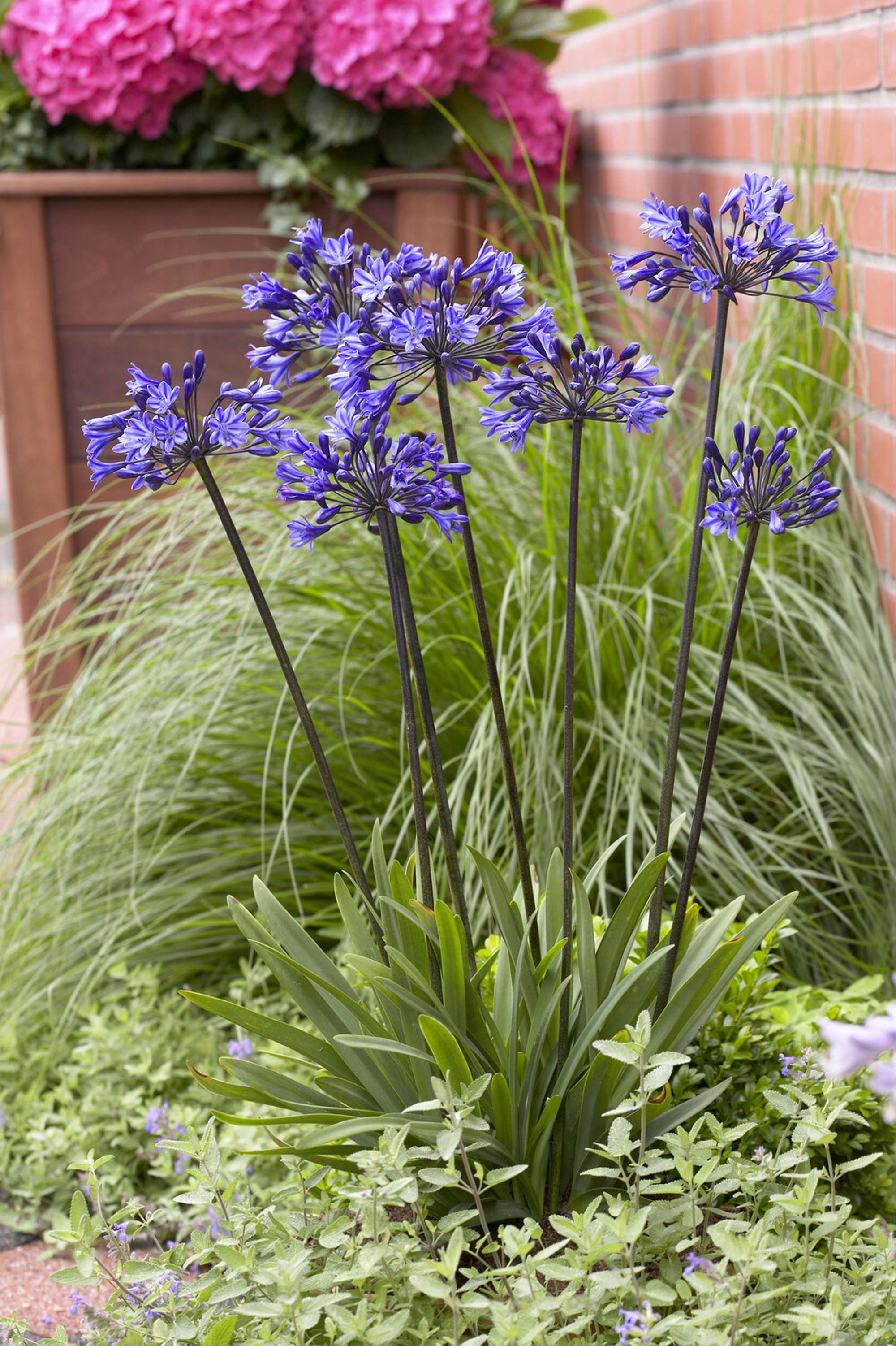 Skärmlilja 'Black Buddhist'